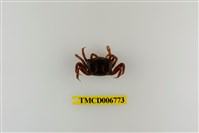 藏品(北方丑招潮蟹)的圖片